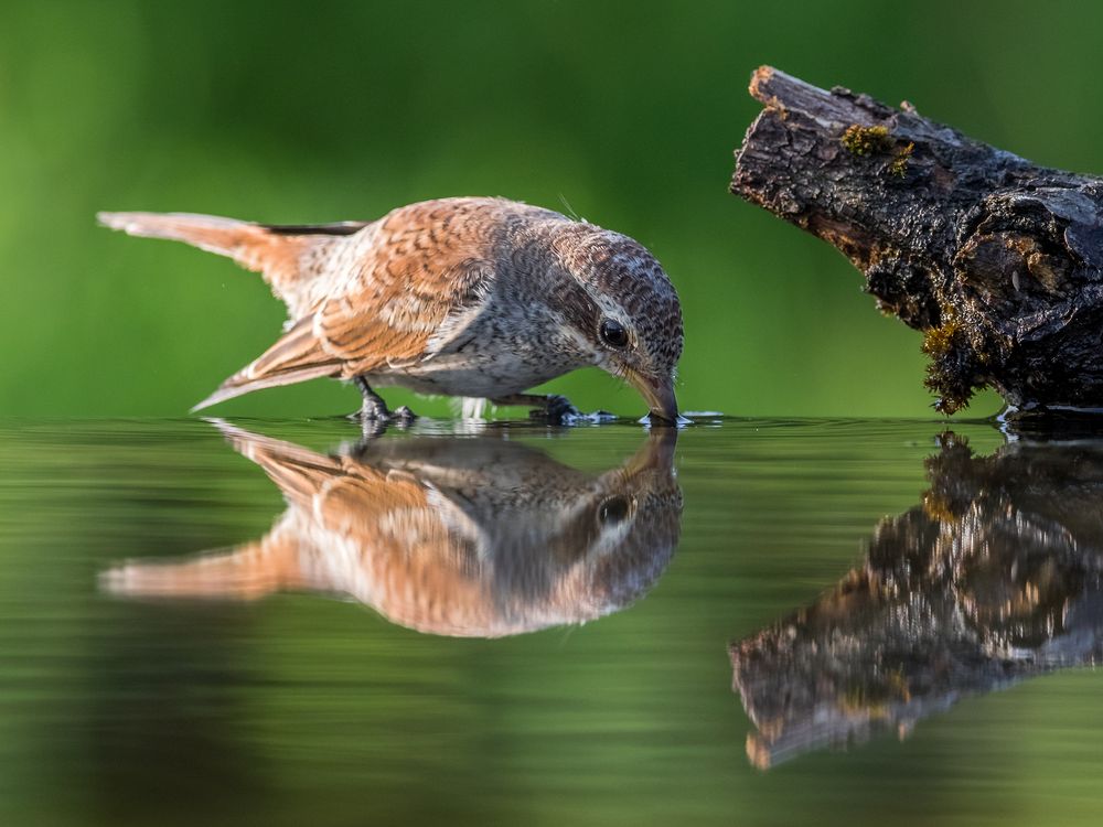 Junger Neuntöter Foto & Bild vögel im feld + wald, wasser, natur