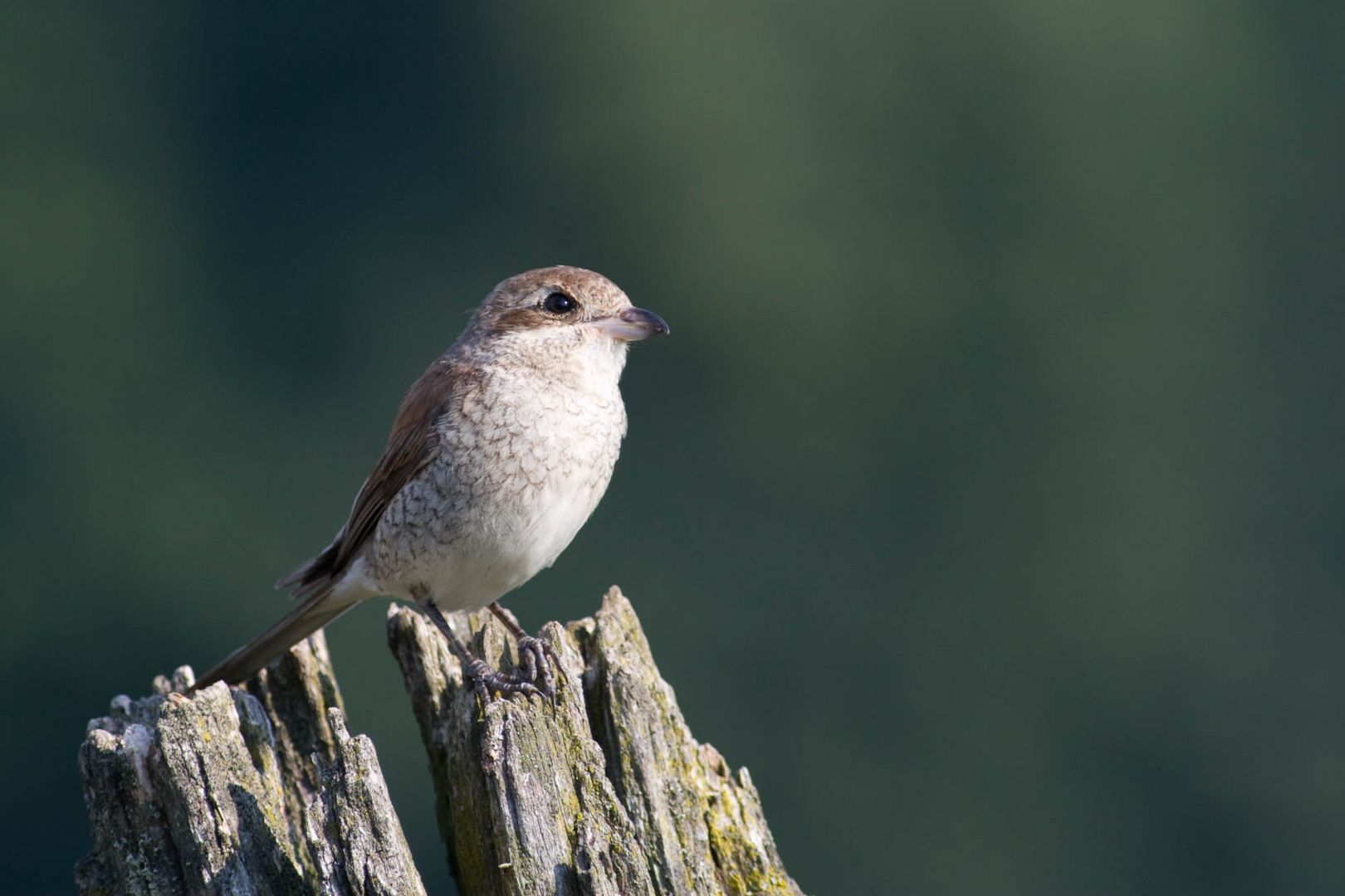 Junger Neuntöter (Lanius collurio)