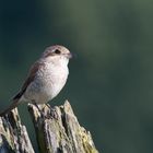 Junger Neuntöter (Lanius collurio)