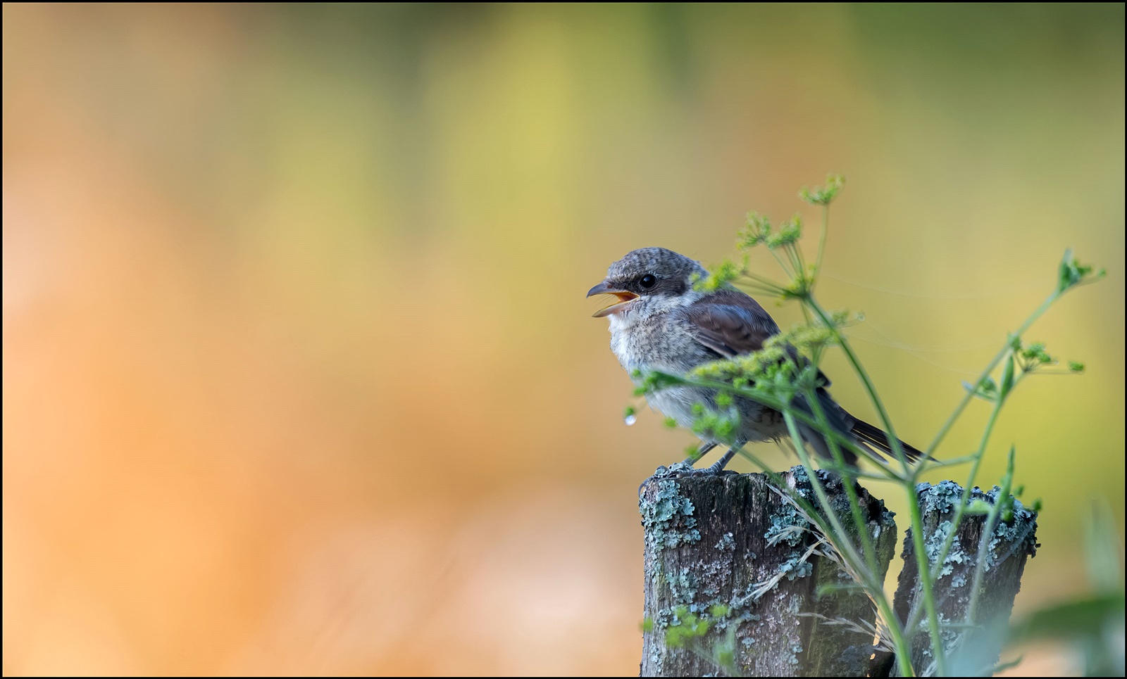 Junger Neuntöter (Lanius collurio)