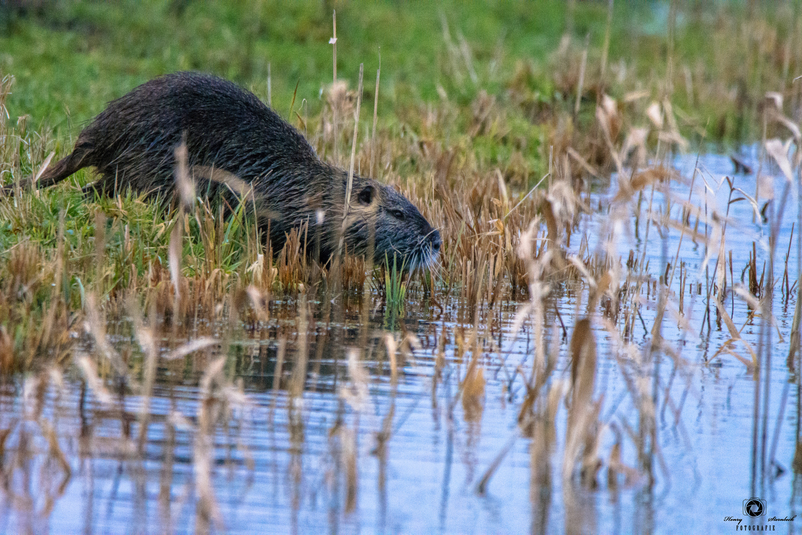 Junger Nutria