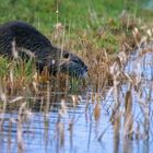 Junger Nutria