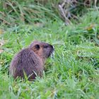 junger Nutria in den Rieselfeldern