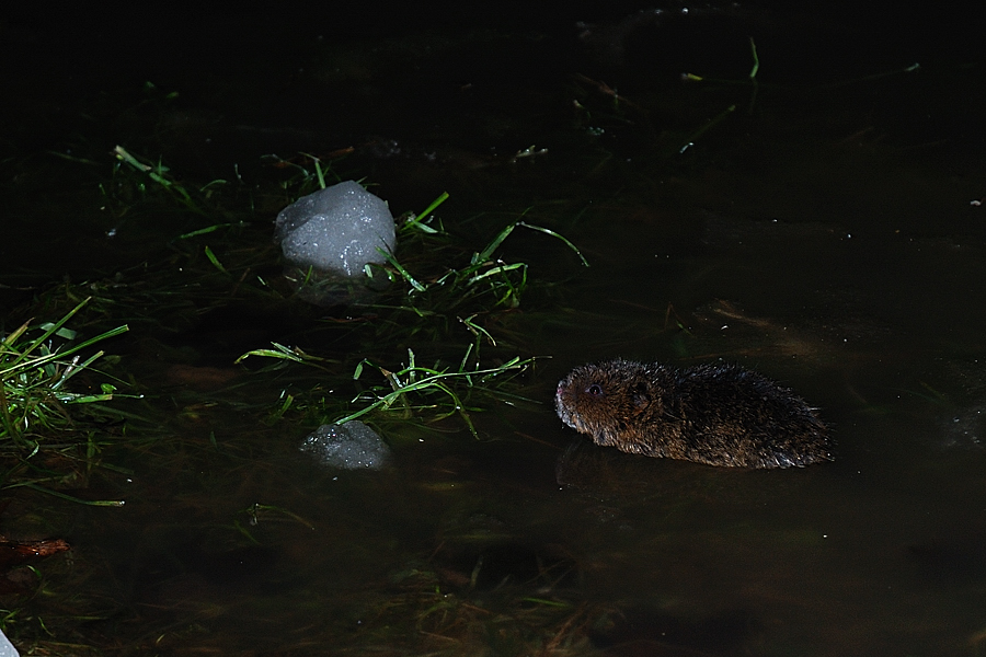 Junger Nutria oder junge Bisamratte...