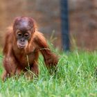 Junger Orang Utan auf Entdeckertour ...