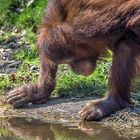 Junger Orang Utan betrachtet sein Spiegelbild