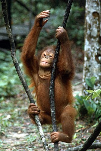 Junger Orang-Utan im Auswilderungszentrum von Semengok (Borneo) von Joachim Loser