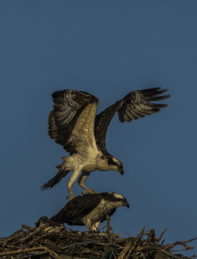 Junger Osprey bei Flugübungen