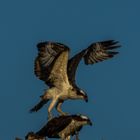 Junger Osprey bei Flugübungen