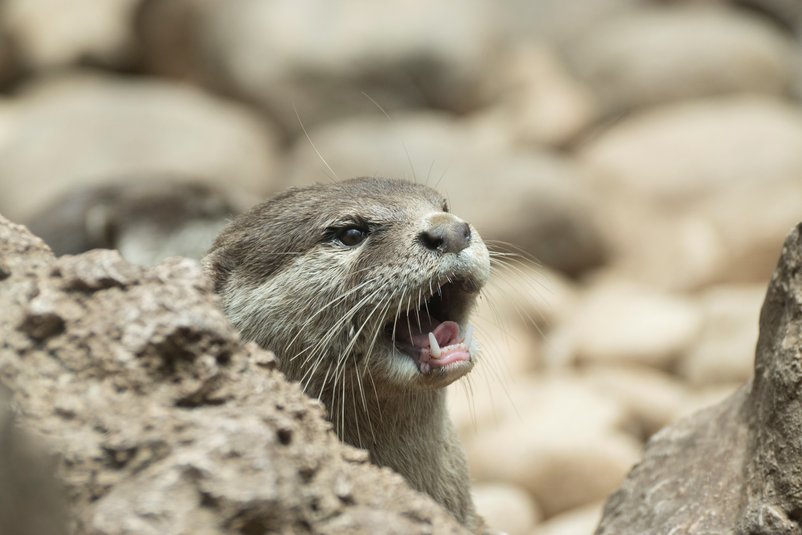 Junger Otter 