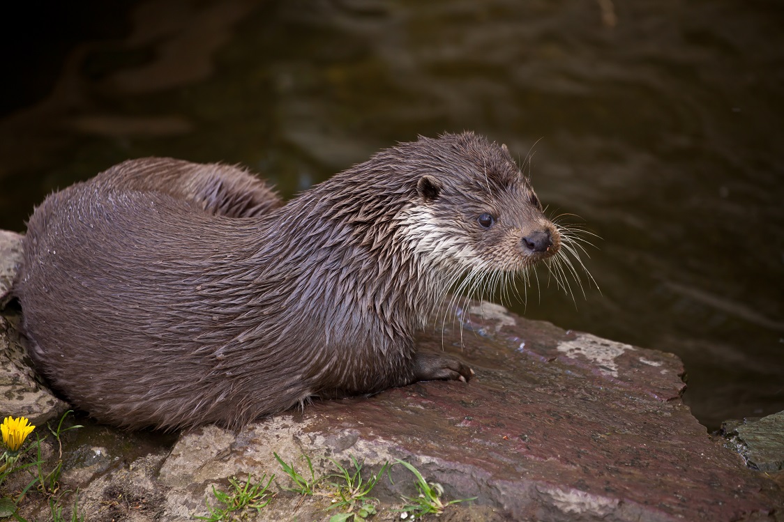 junger Otter nach dem Bad