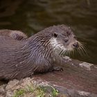 junger Otter nach dem Bad