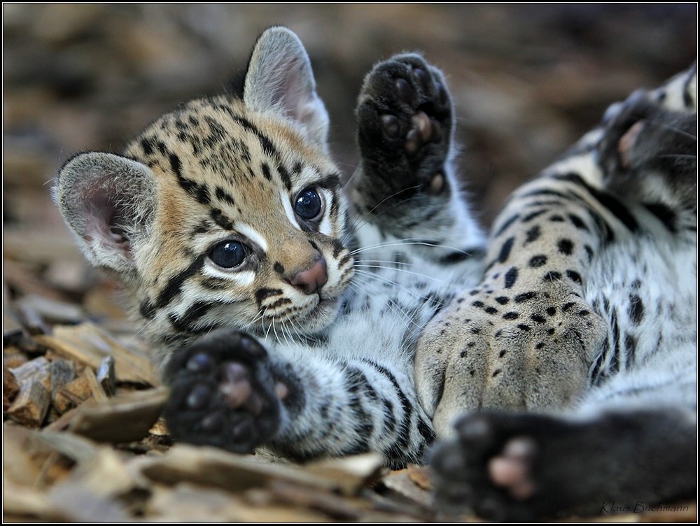 Junger Ozelot IV Foto & Bild | tiere, zoo, wildpark & falknerei, säugetiere Bilder auf fotocommunity