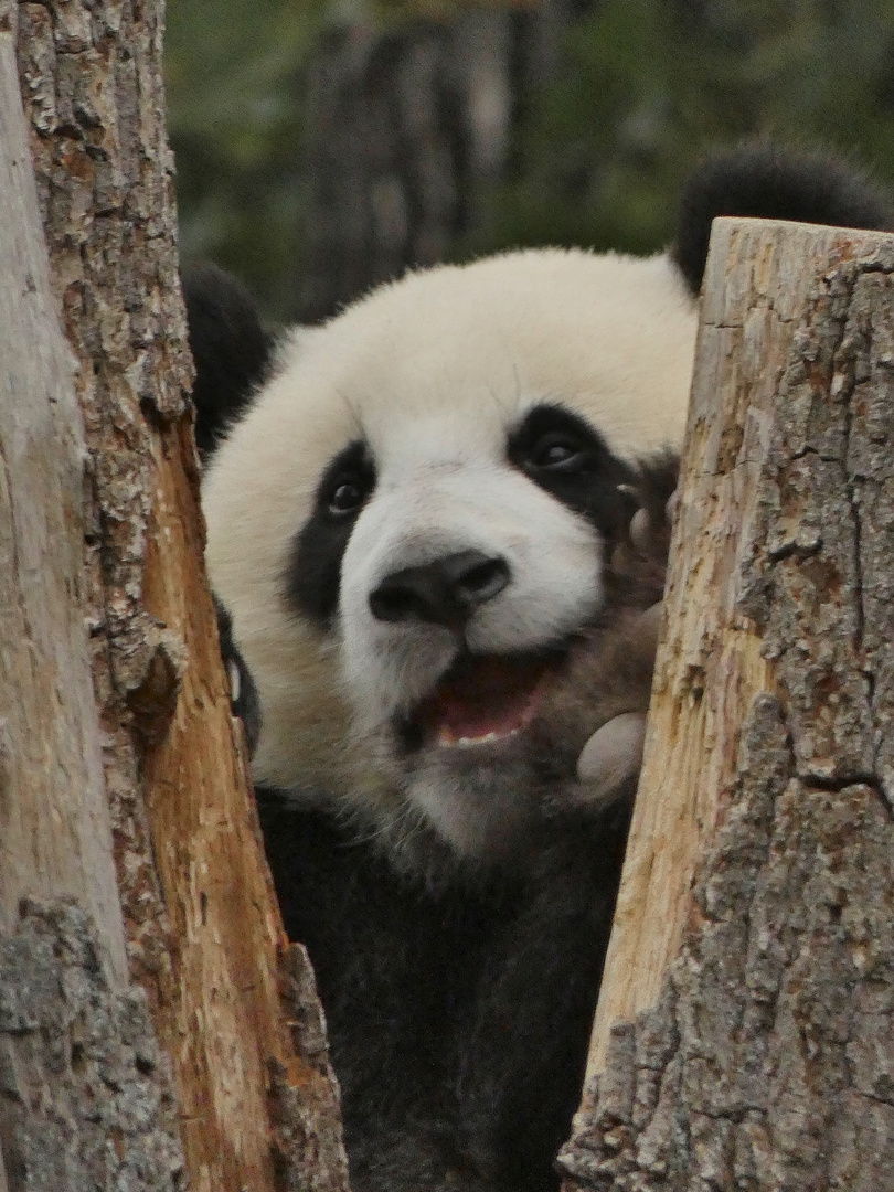 Junger Panda im Zoo Berlin