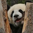 Junger Panda im Zoo Berlin