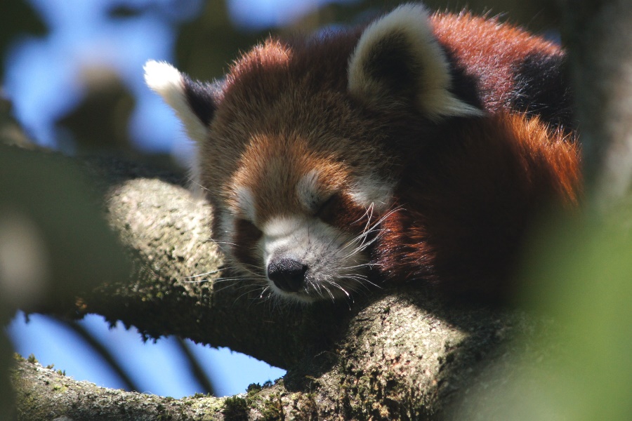 Junger Panda oder Katzenbär