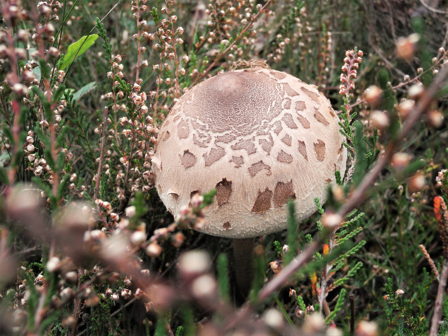 Junger Parasol 