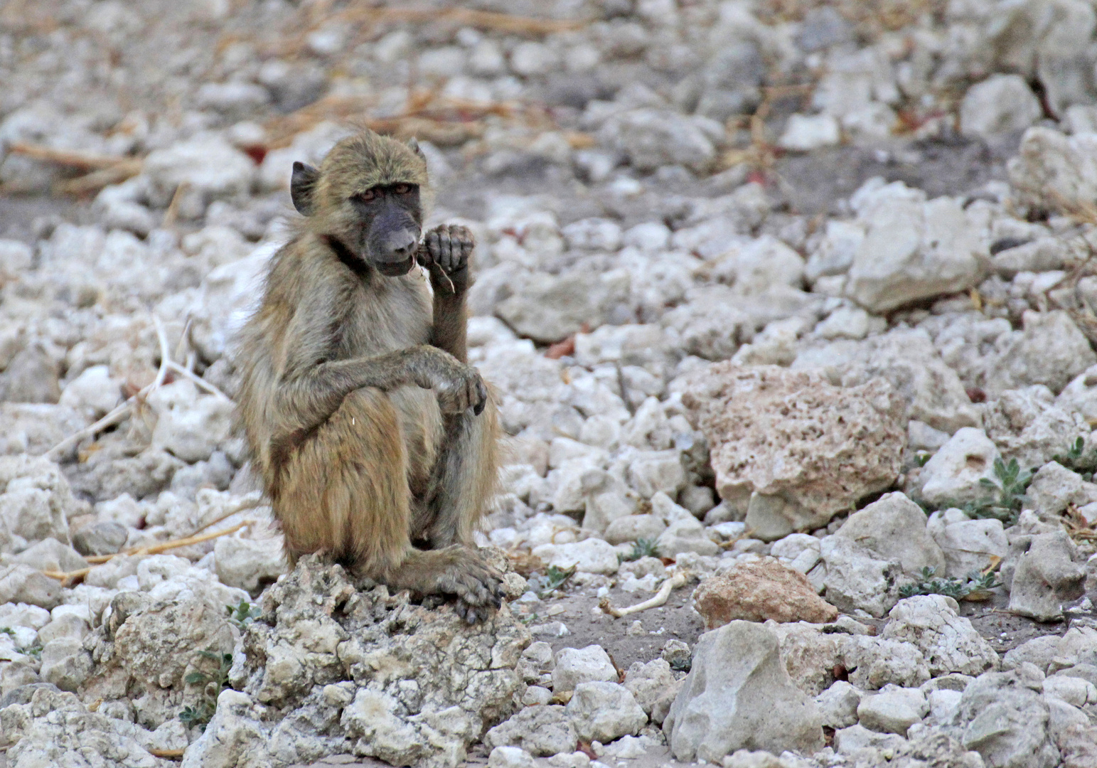 Junger Pavian am Flussufer des Chobe