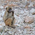 Junger Pavian am Flussufer des Chobe