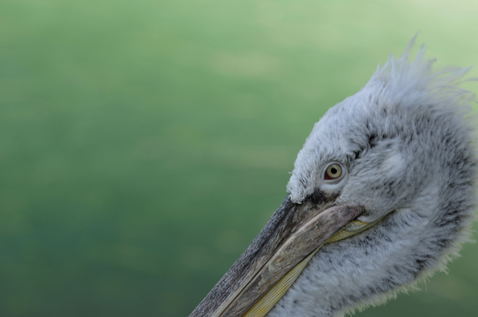 Junger Pelikan