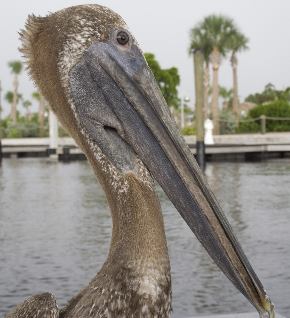 Junger Pelikan in den Everglades
