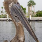 Junger Pelikan in den Everglades