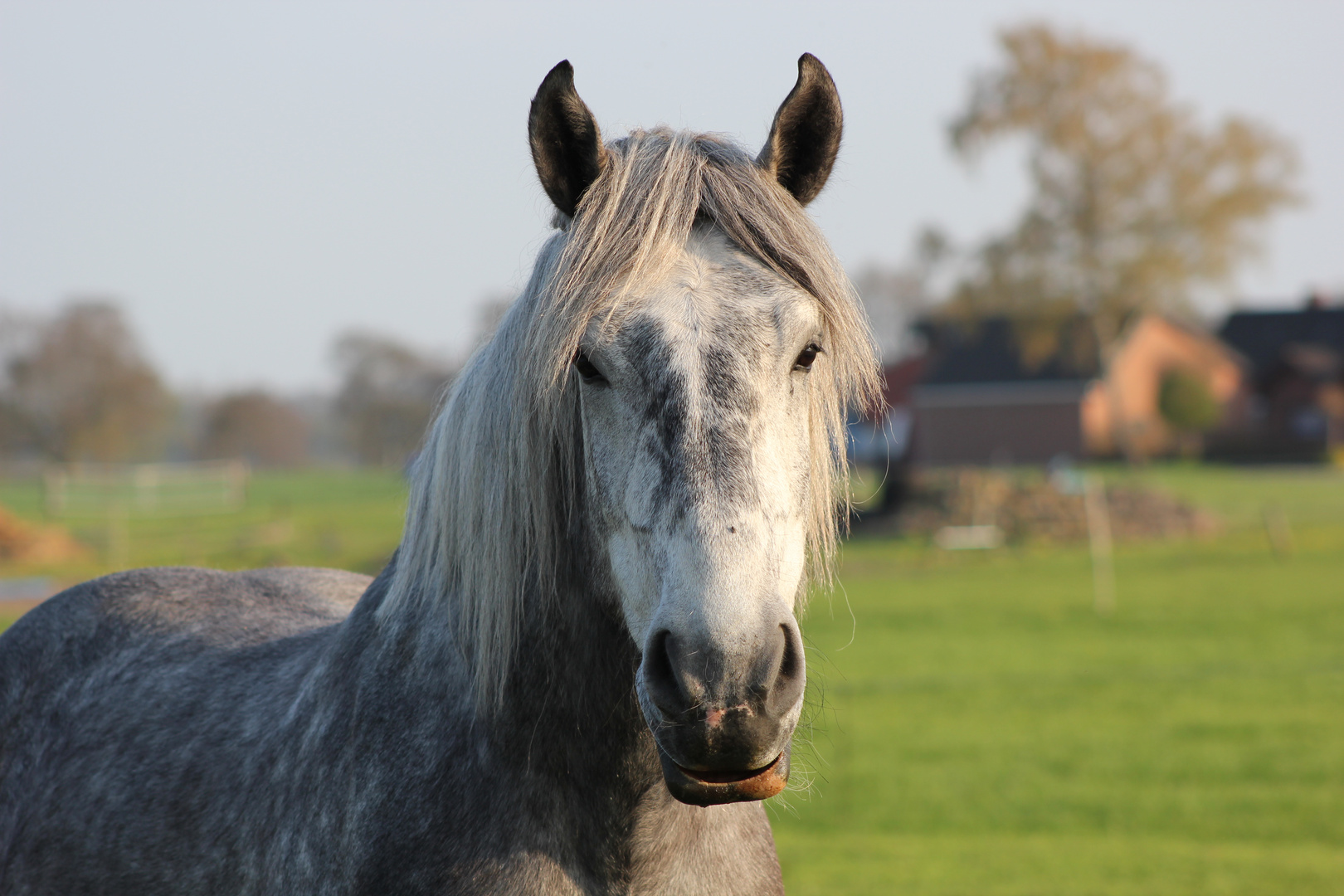 Junger Percheron