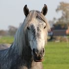 Junger Percheron