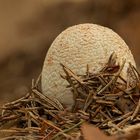 Junger Perlpilze drückt sich aus dem Waldboden