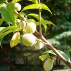 Junger Pfirsichbaum