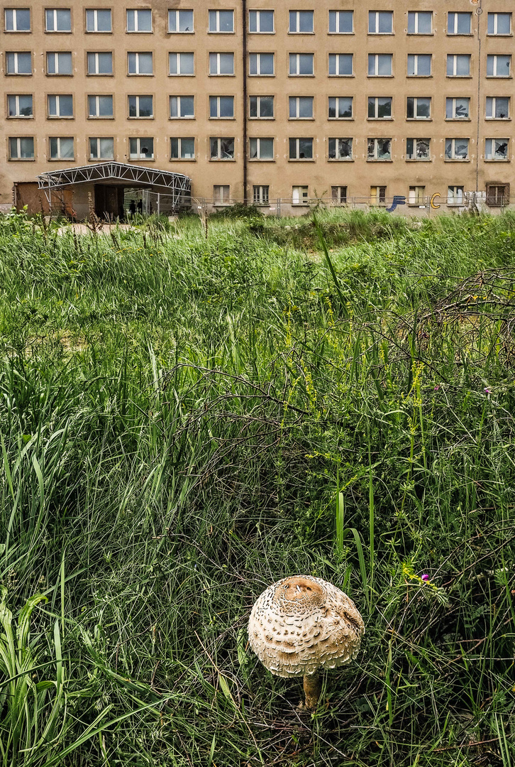 Junger Pilz vor alter Fassade