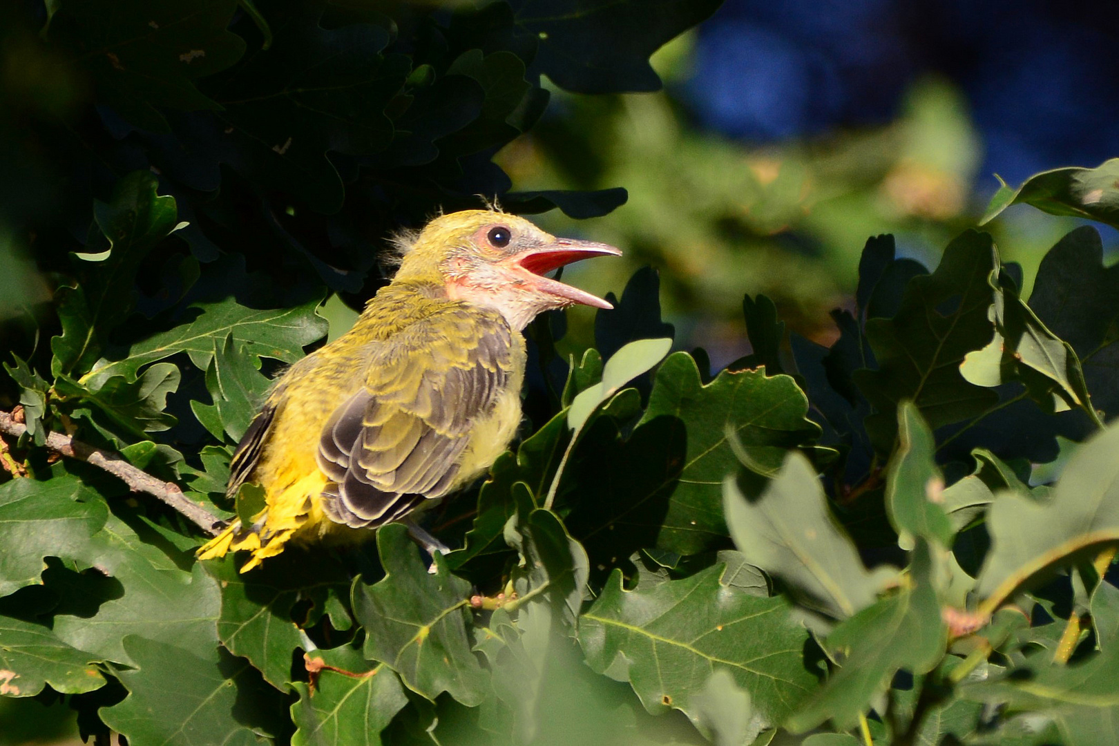 Junger Pirol (Oriolus oriolus)