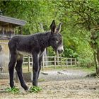 Junger Pitou geboren am 13.10.2020