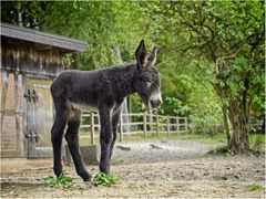 Junger Pitou geboren am 13.10.2020