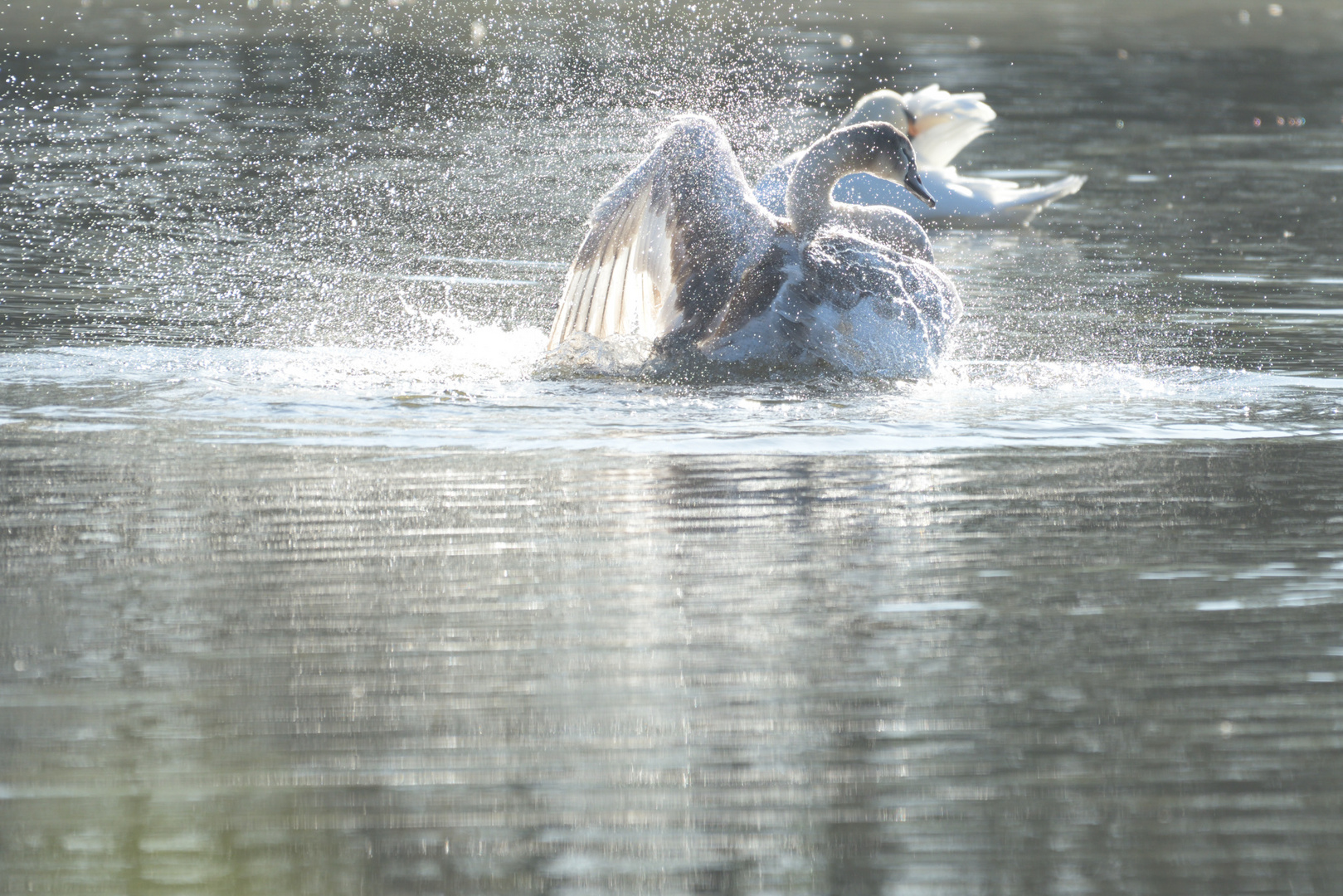 Junger plantschender Schwan