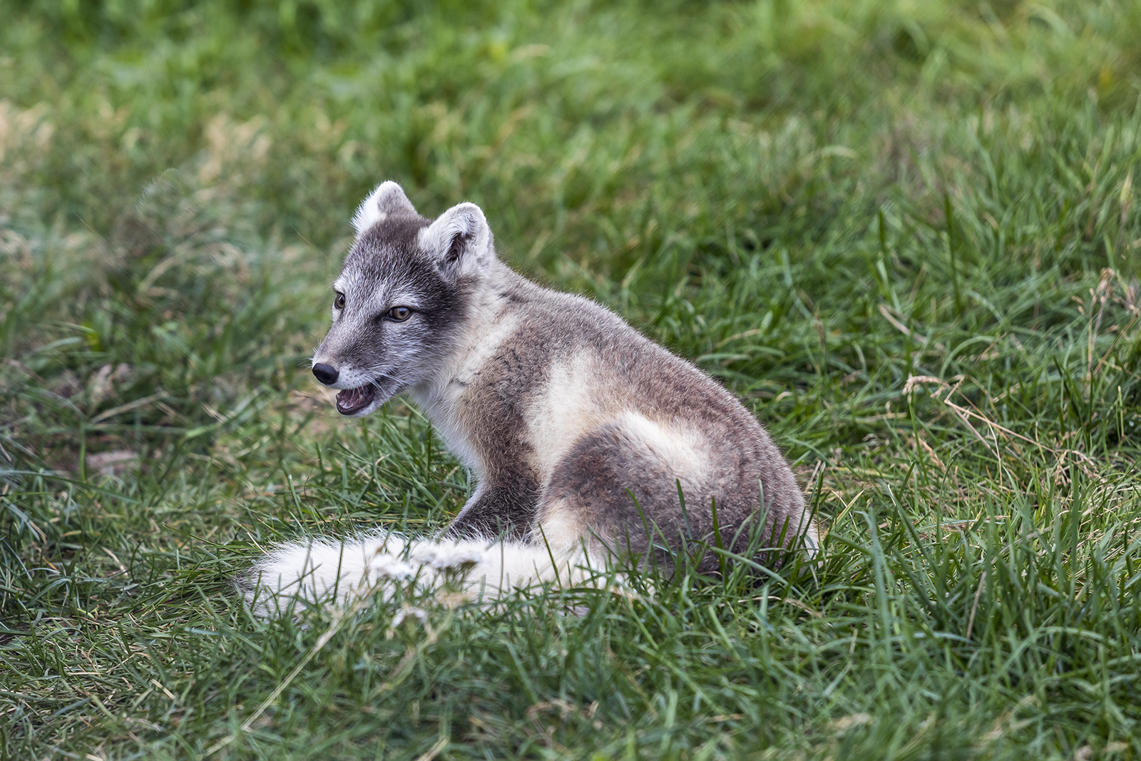 Junger Polarfuchs