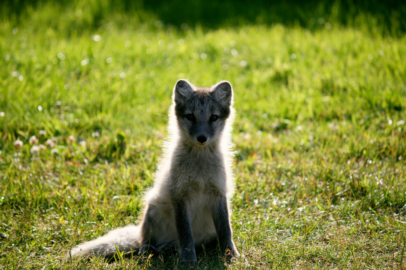 Junger Polarfuchs