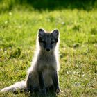 Junger Polarfuchs