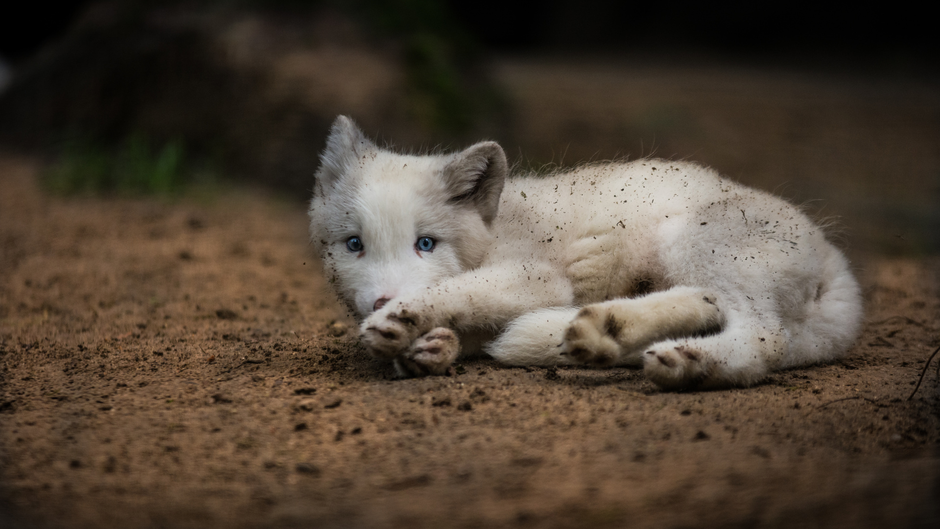 "Junger Polarfuchs" 