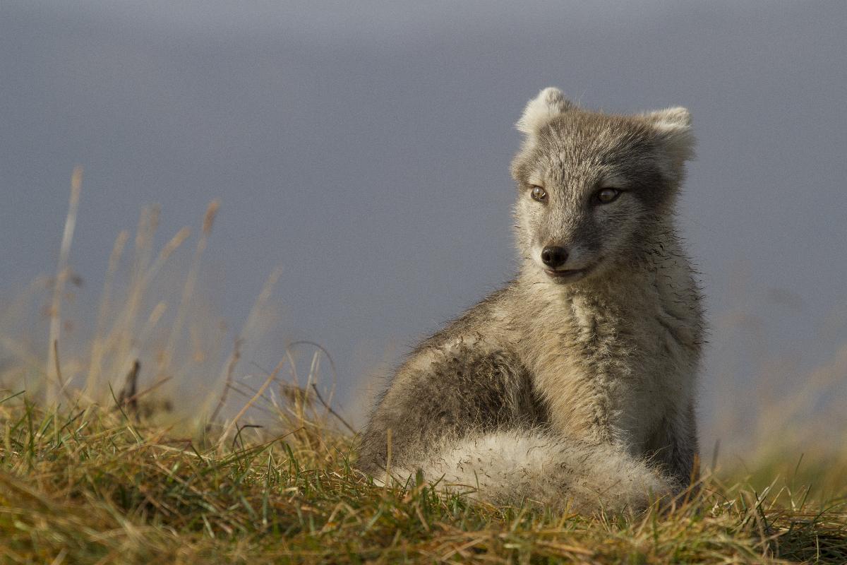 Junger Polarfuchs