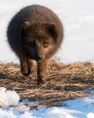 junger Polarfuchs