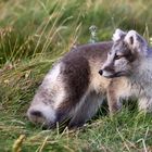 junger Polarfuchs