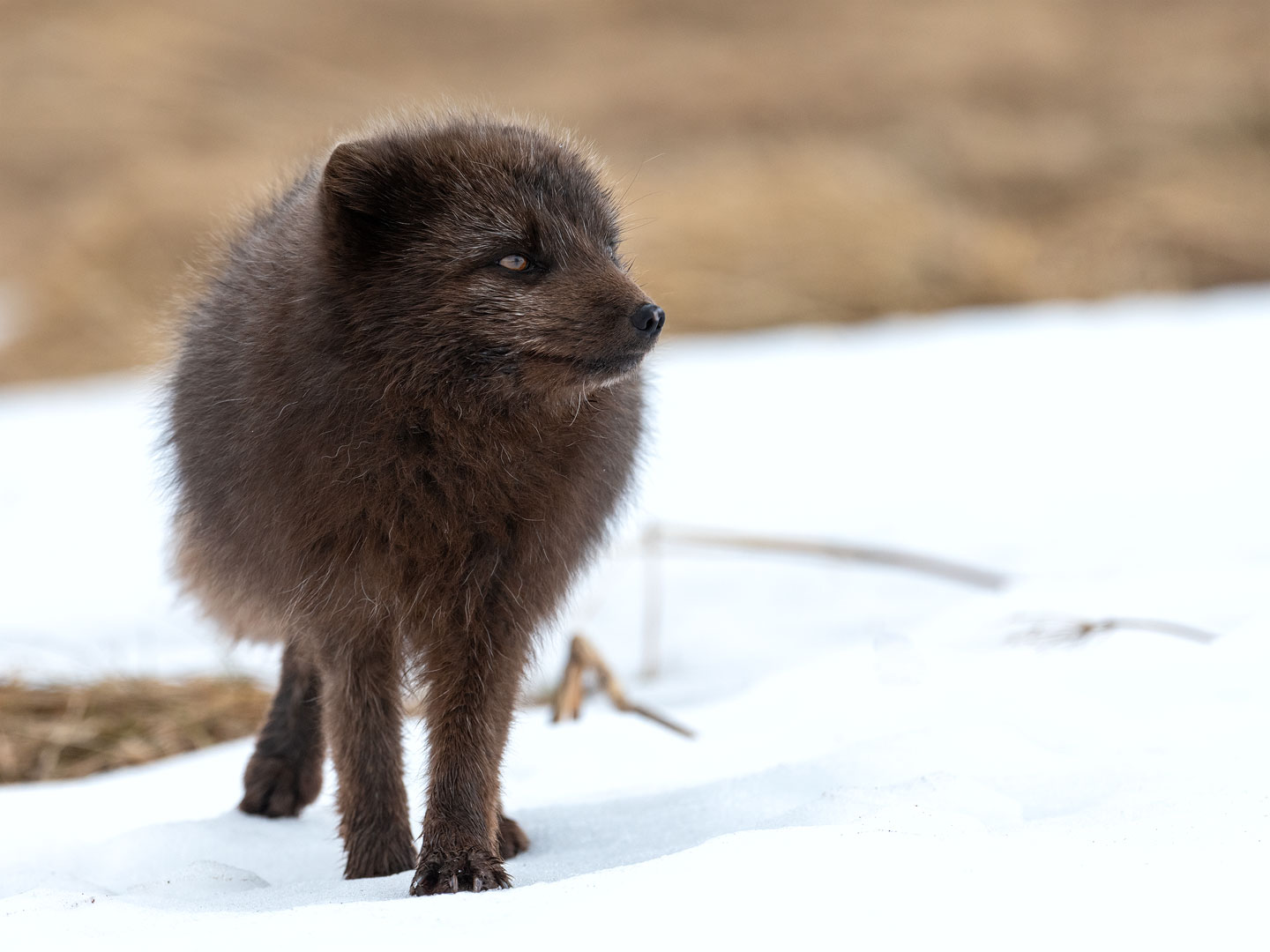 Junger Polarfuchs