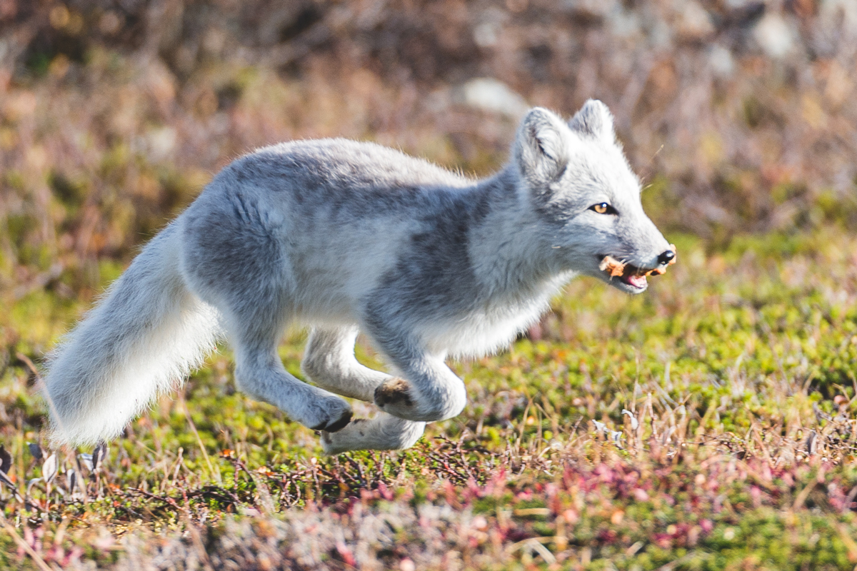 Junger Polarfuchs