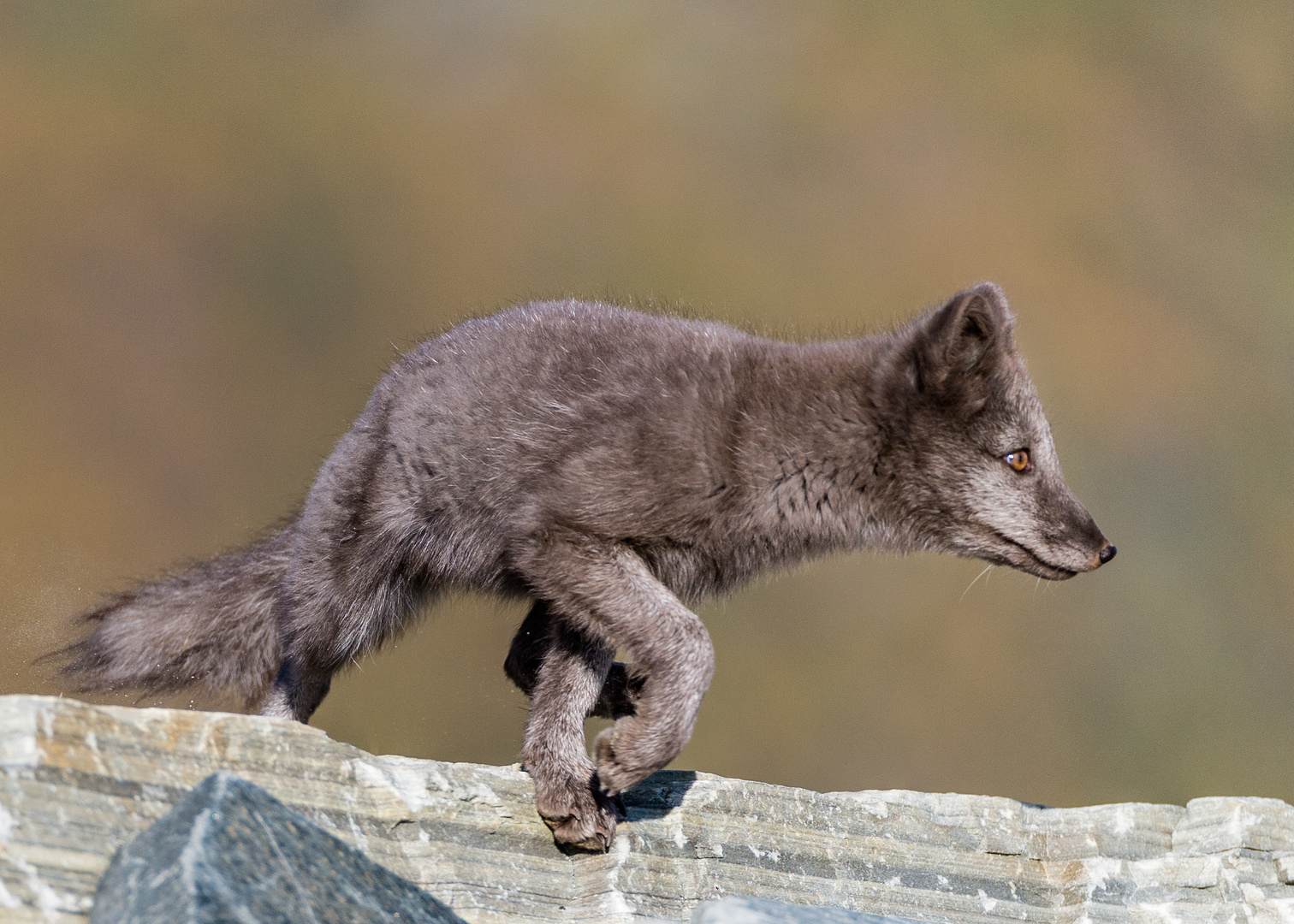 Junger Polarfuchs im Dovrefjell - Norwegen