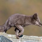 Junger Polarfuchs im Dovrefjell - Norwegen