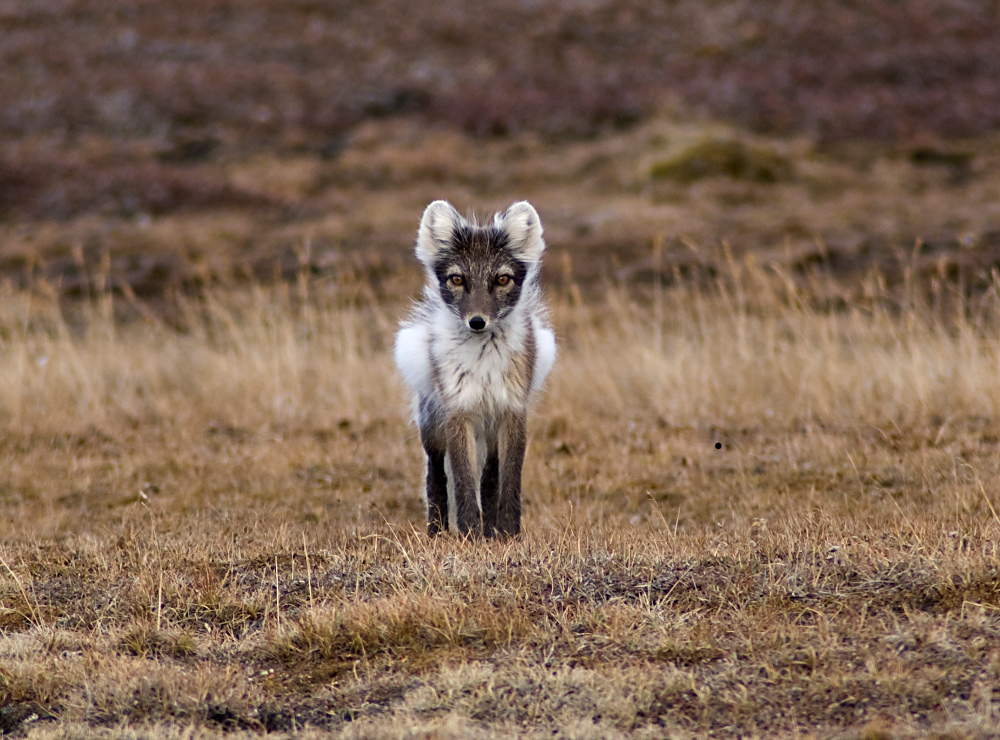 Junger Polarfuchs im Fellwechsel