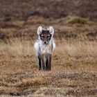 Junger Polarfuchs im Fellwechsel