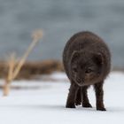 Junger Polarfuchs im Schnee (Island)