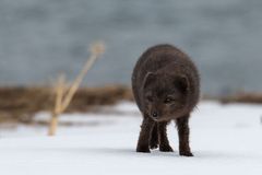 Junger Polarfuchs im Schnee (Island)